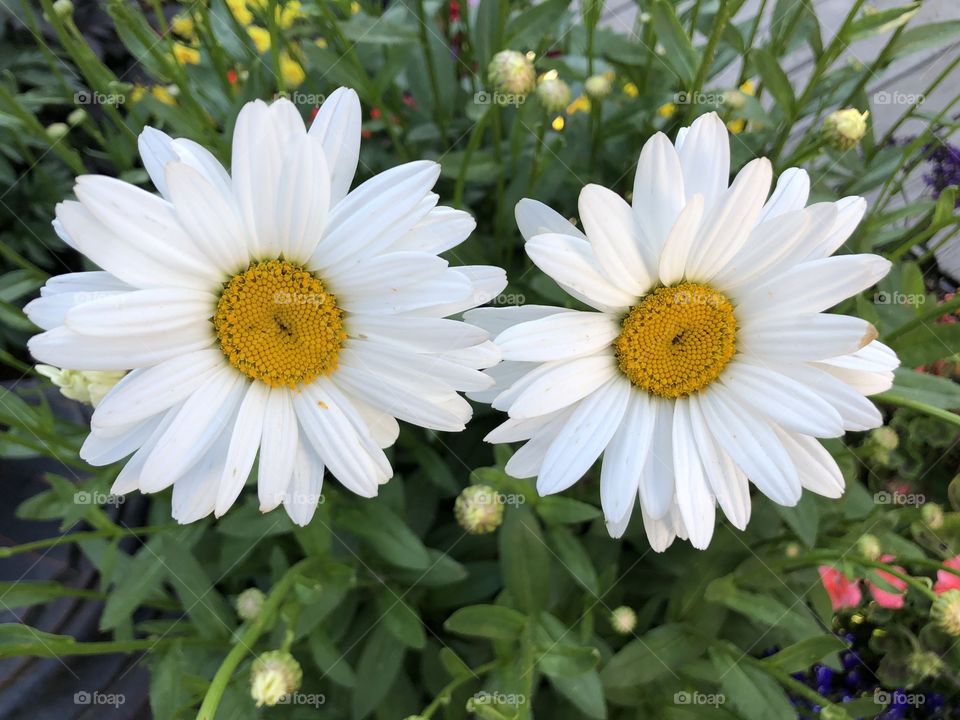 Daisies 