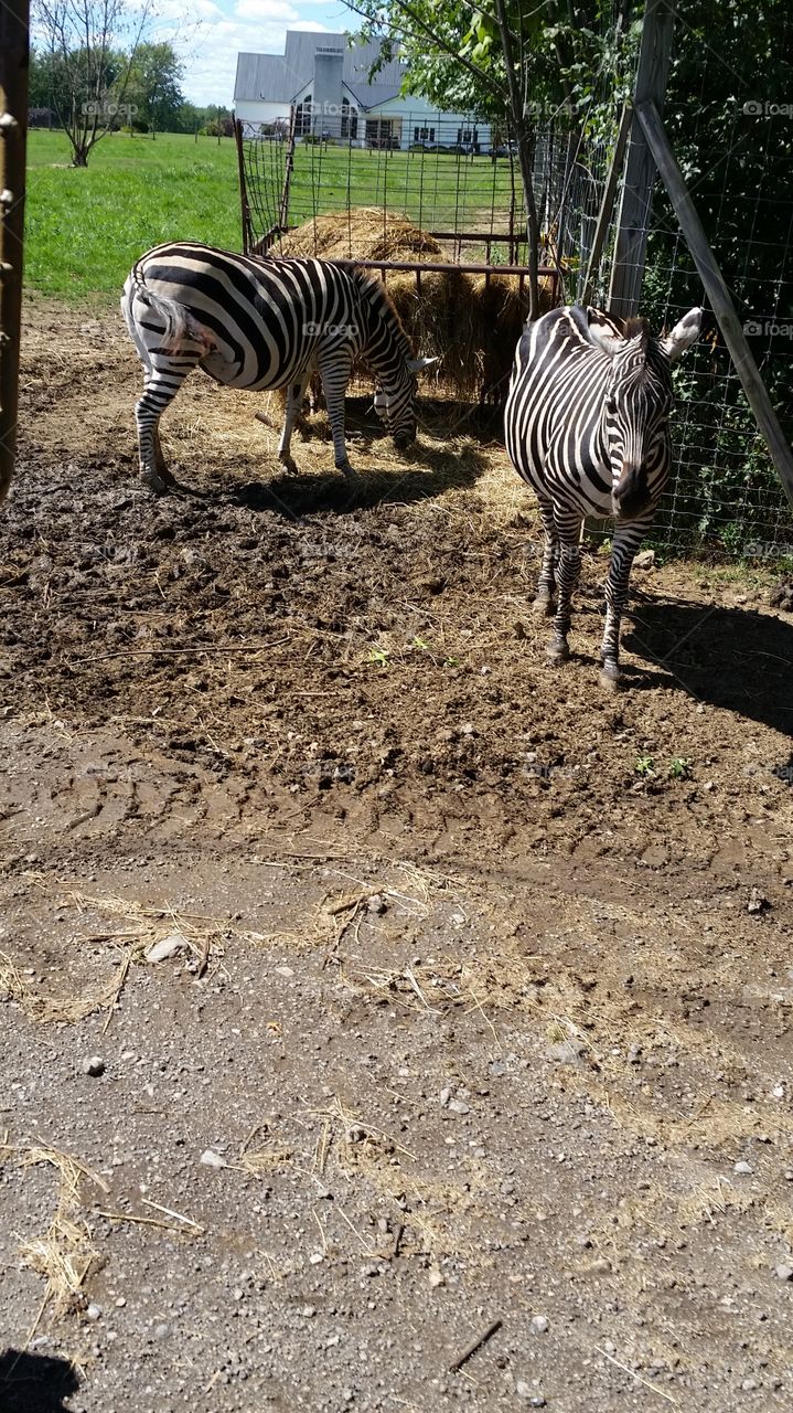 Zebras