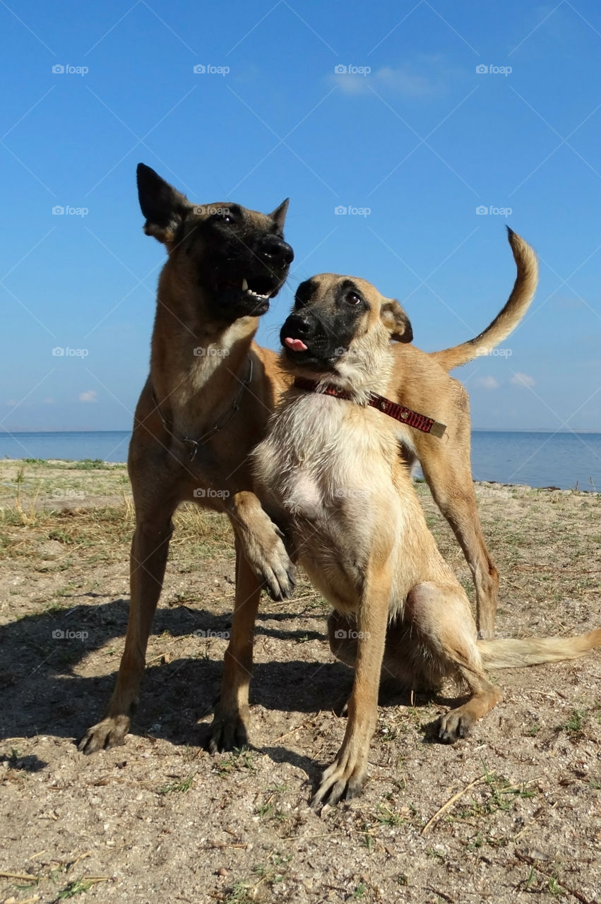 Dogs shepherd malinois