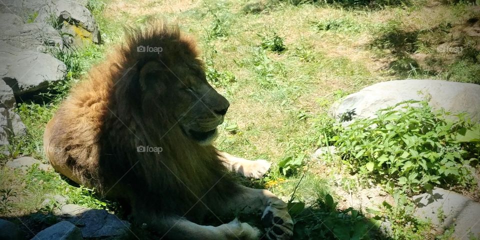 Lion