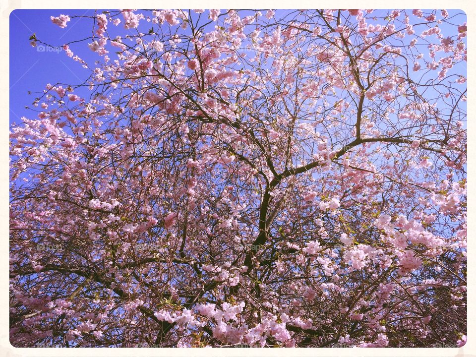 Apple tree. Apple tree blooming
