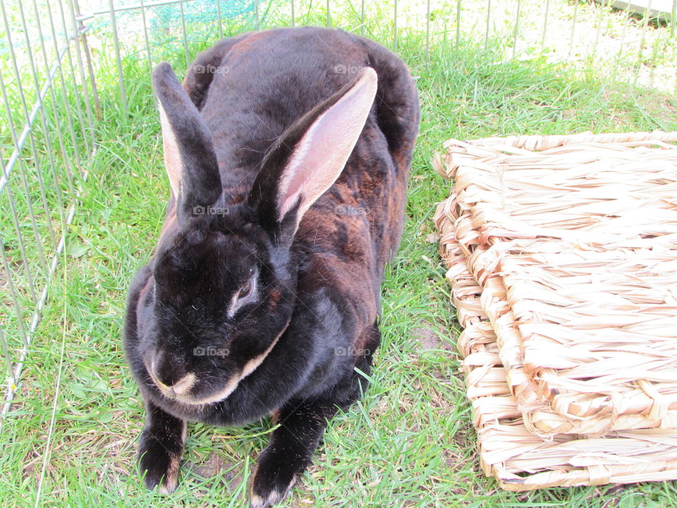 my gorgeous otter rex rabbit