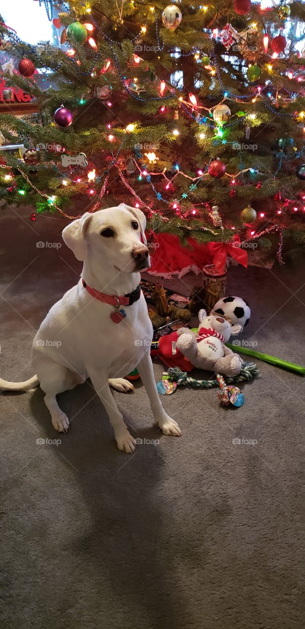 Elle our adopted dog experiencing the magic of Christmas