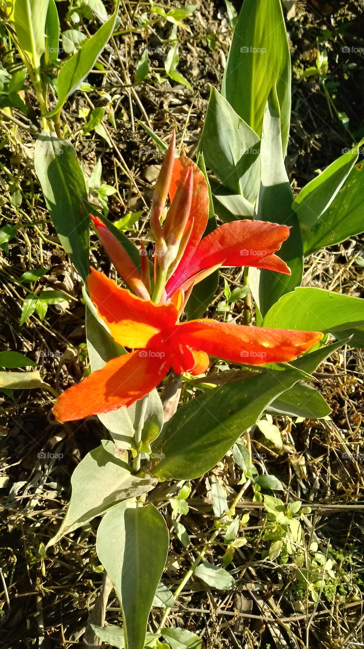 NATURE FLOWER GARTEN BOTANIK