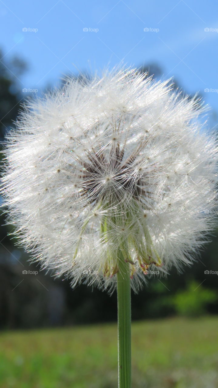 Dandelion