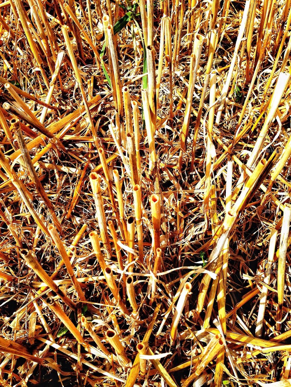 field united kingdom straw golden by hannahdagogo