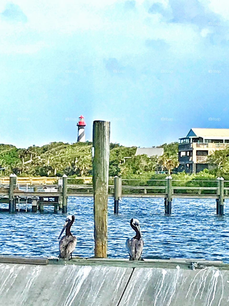 Pelicans on the lookout