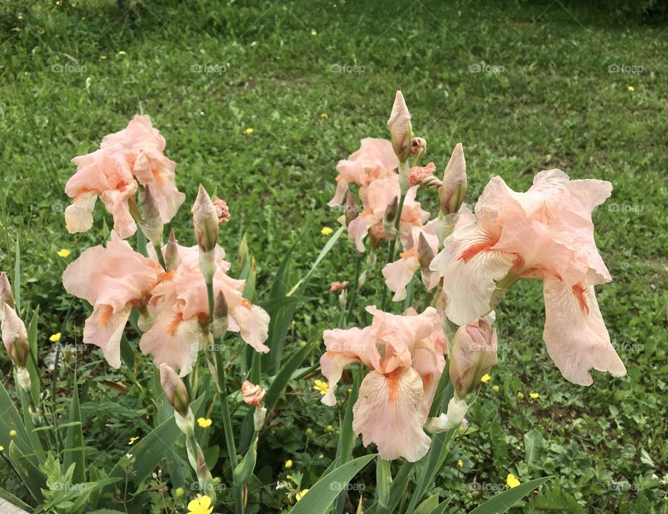 Delicate color of iris