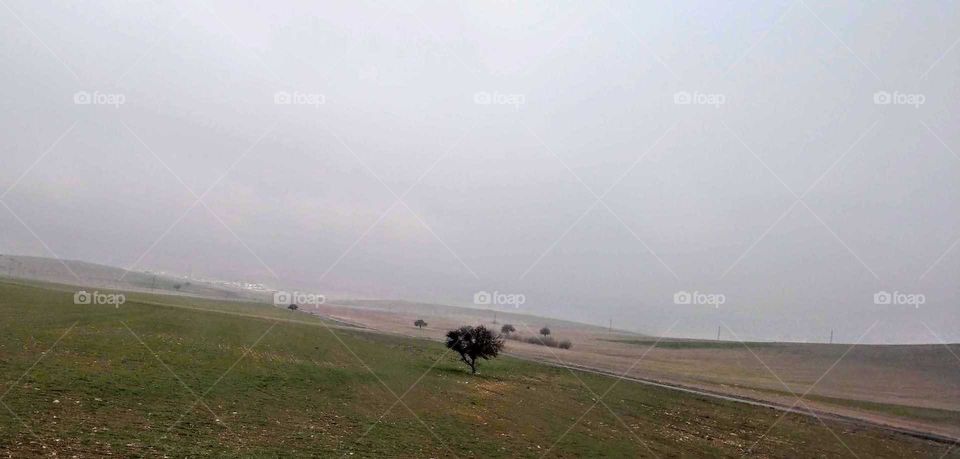 A strong tree in the wild, this is a beautiful landscape.