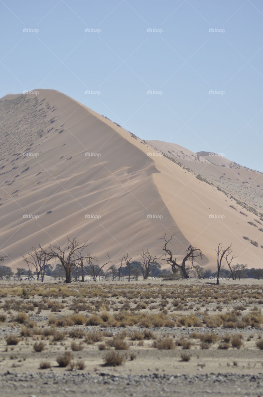 Namibian dune giant