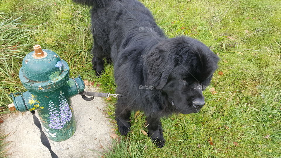 newfoundlander puppy waits patiently