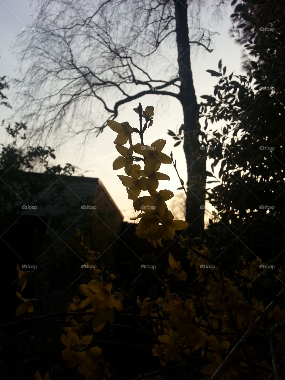 yellow flower at sunset. a yellow flower at sunset in spring time