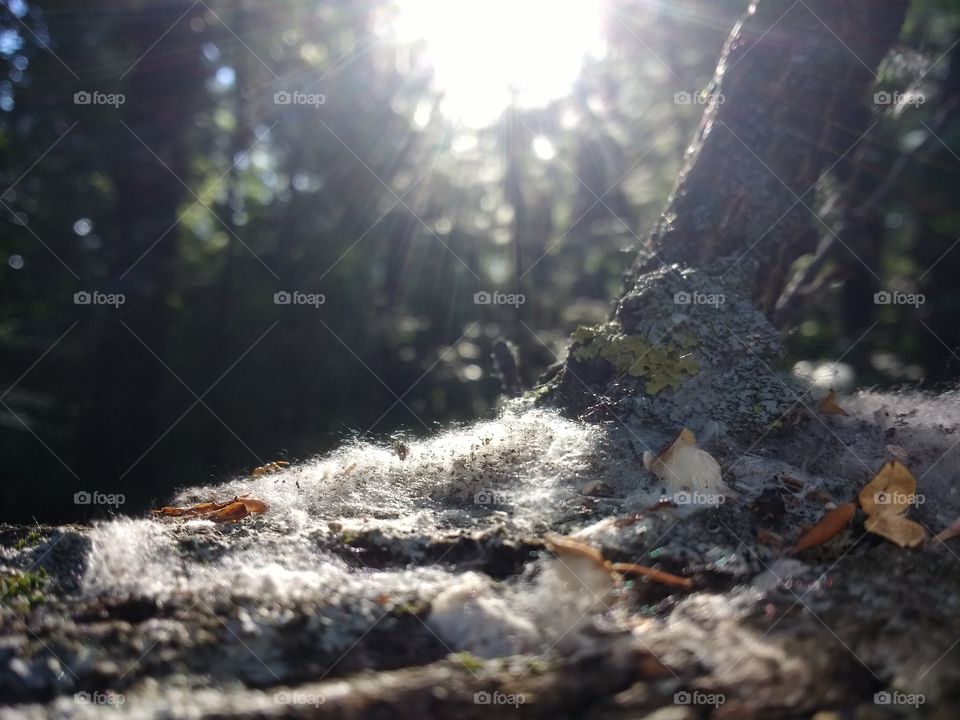 Macro view in the sunlight