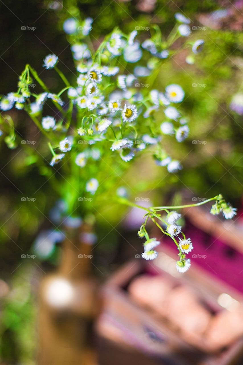 Chamomile flowers