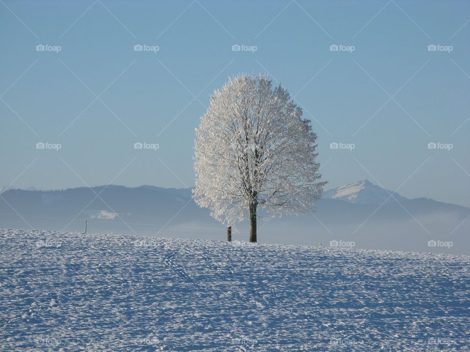 snow covered tree with a totally snowy landscape in the pyrenees mountains.