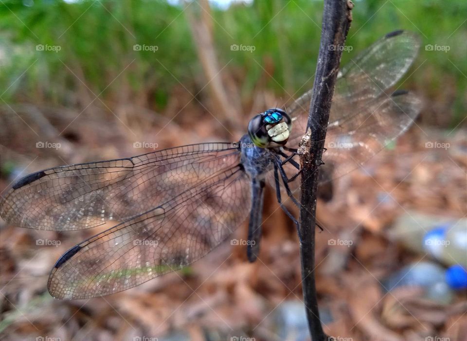 Blue dragonfly with funny face.(Yellow blue black eyes, light blue nose and white mouth.)