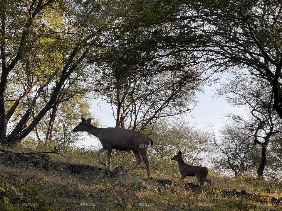 Mother and baby in a forest 