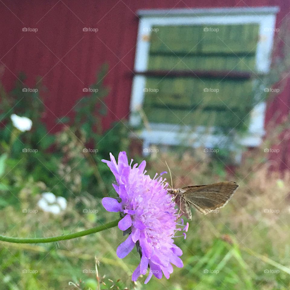 Flower with butterfly. Butterfly visiting succisapratensis