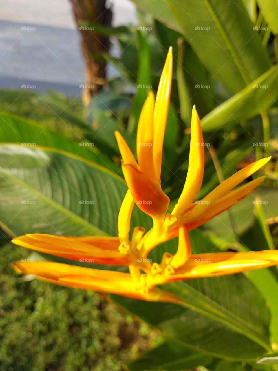 Heliconia latispatha