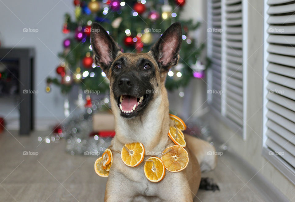 Malinois dog