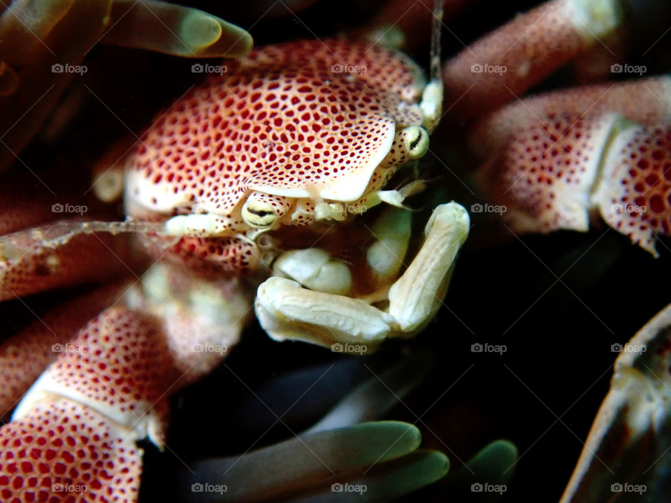 Underwater photography with Porcelain crab
