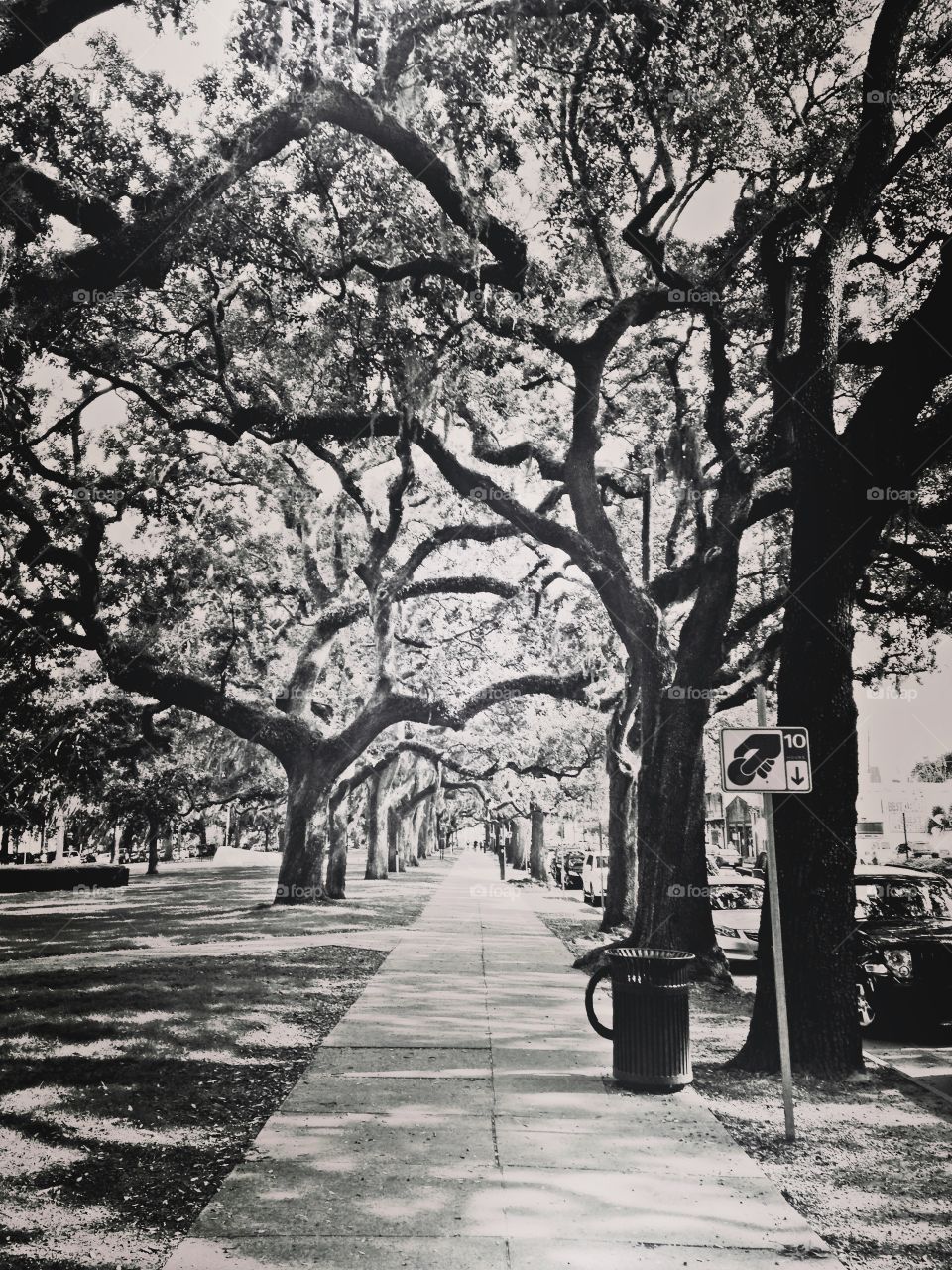 Savannah stroll 