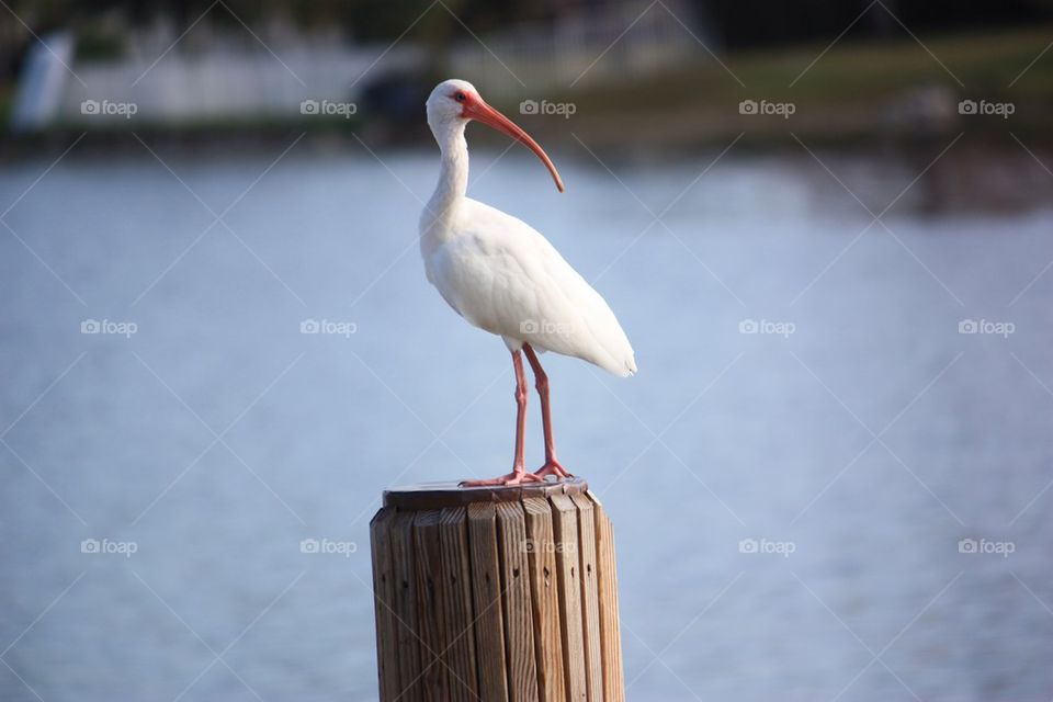 Ibis on dock