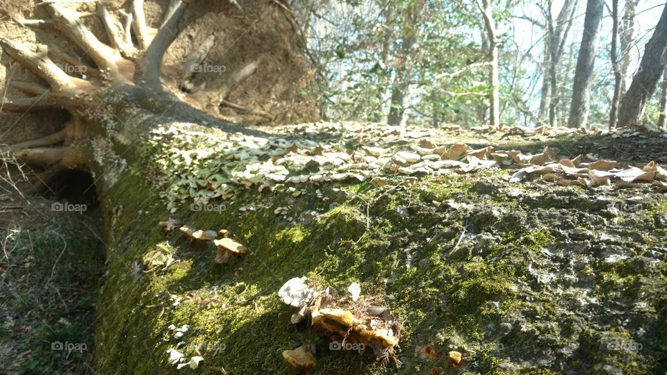 Wood, Nature, Tree, Environment, Moss