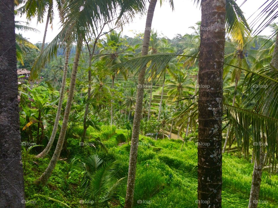 Ubud Rainforest