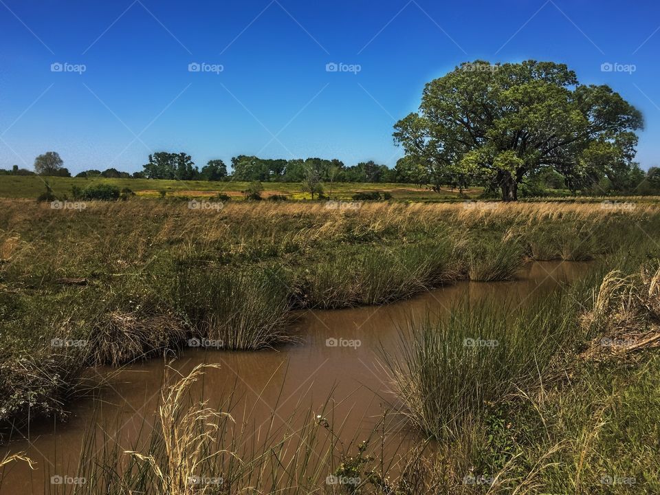 Field and Stream