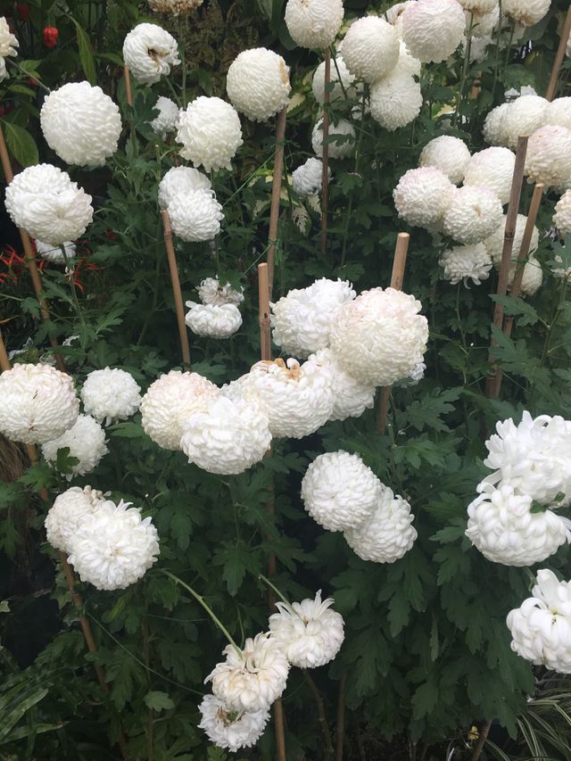 whites
