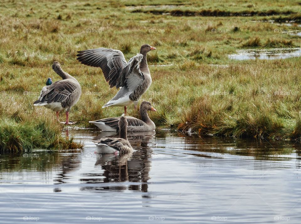 Geese at lake