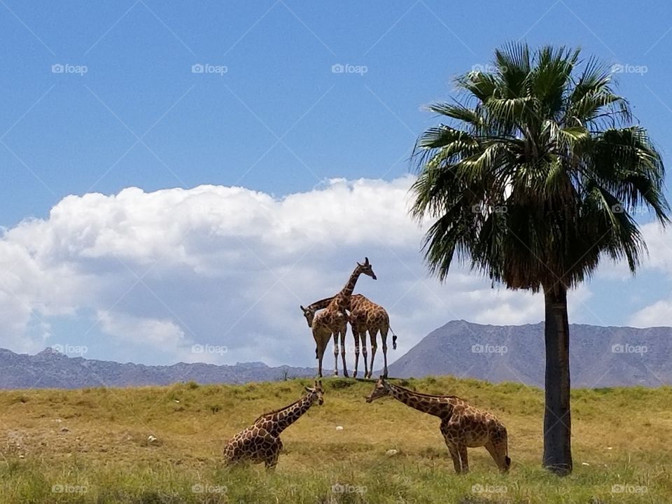 2 giraffe couples. 
Giraffe pairs and beautiful landscape.