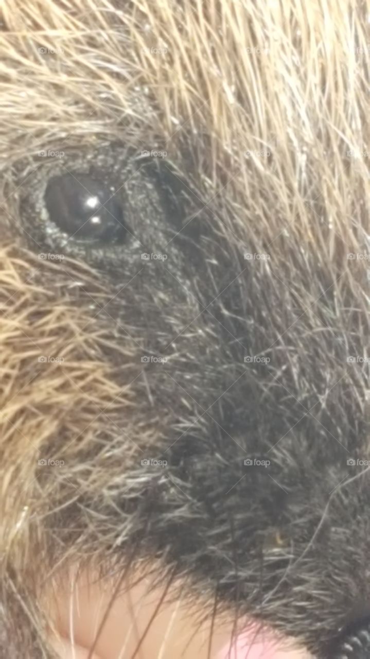 hedgehog eye