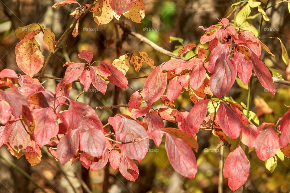 Beautiful colourful autumn leaves on the tree in the park
