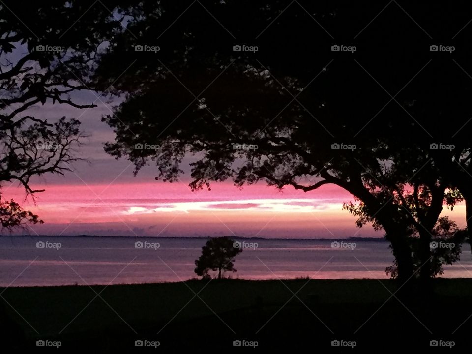 Florida sunset with tree silhouette 