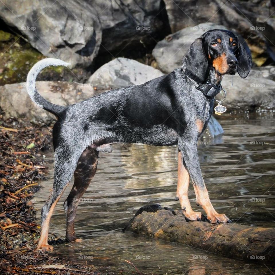 Such a poser. Beach fun @ Magnusen Dog Park