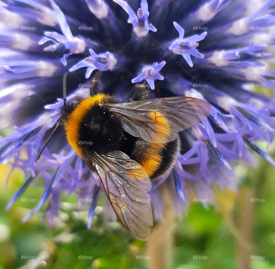 Bee on flower