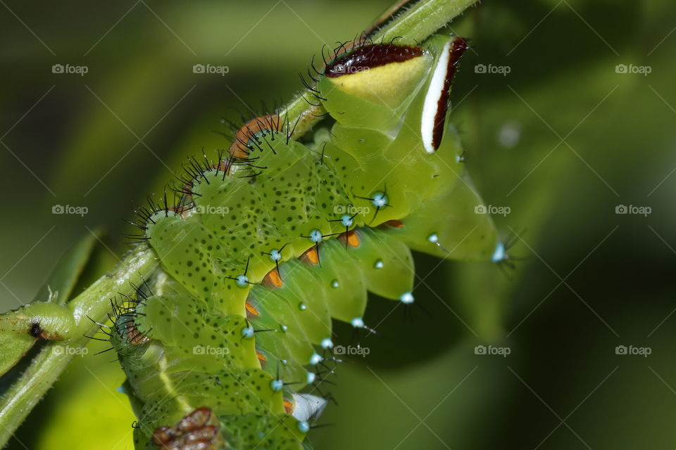 Striking green caterpillar clings to the underside of a leaf stem