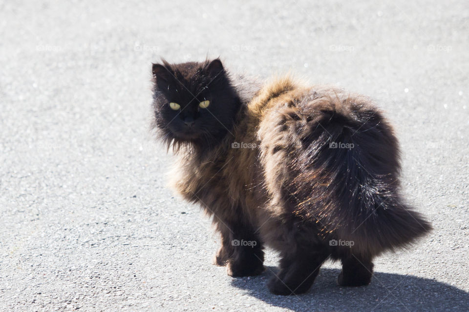 Fluffy black brown cat with yellow eyes 