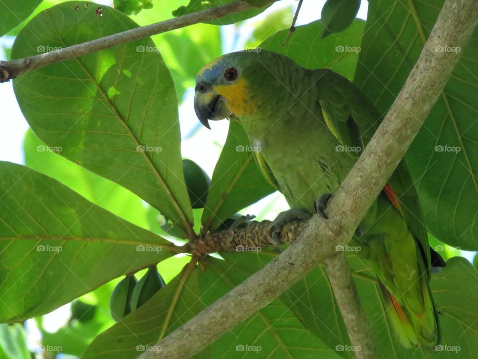 Green parrot