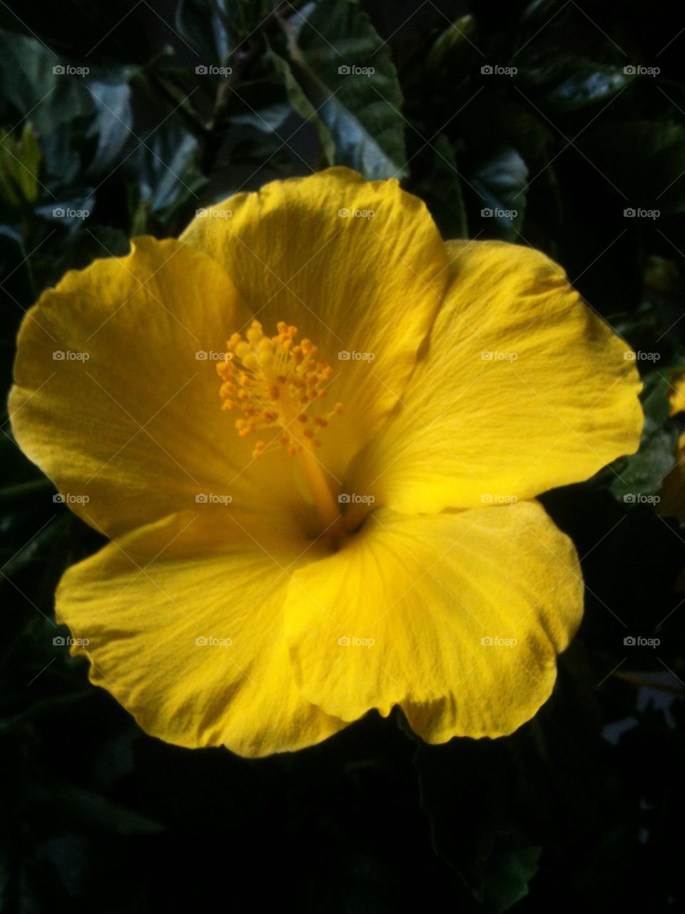 Beautiful bright yellow flower in bloom 