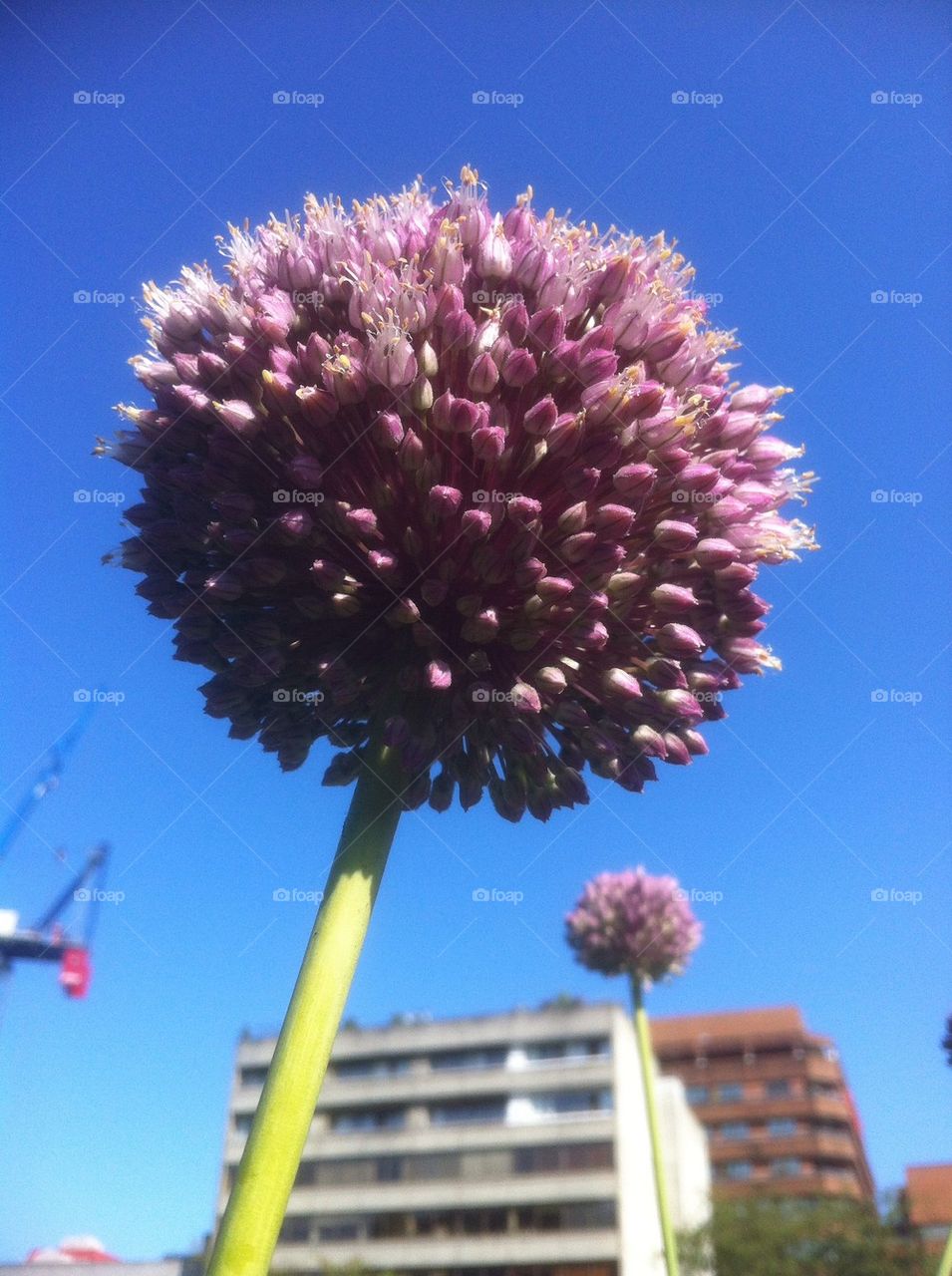 Allium flowers in the city
