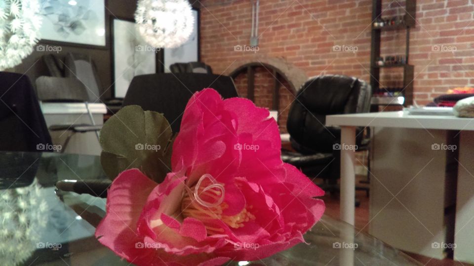 No Person, Room, Flower, Indoors, Chair