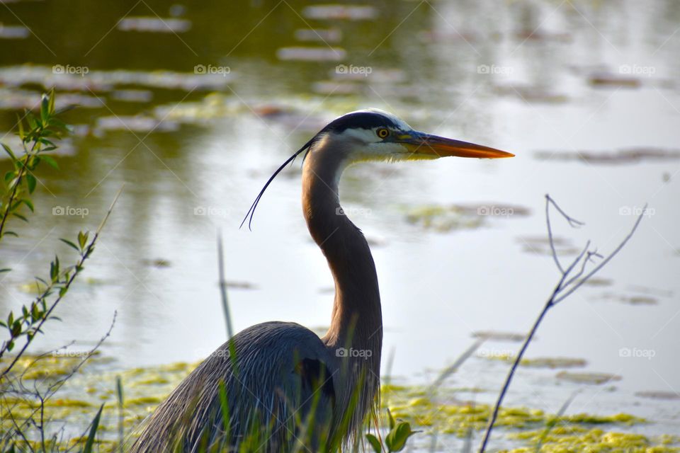 A heron looks out over the reflective water