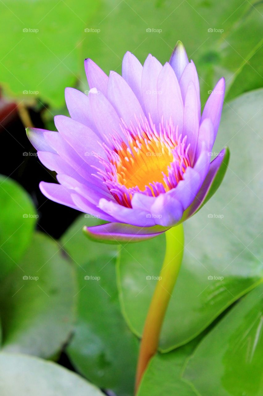 purple lotus