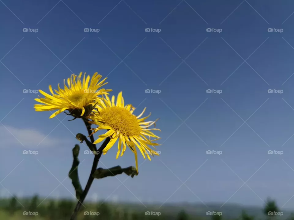 Sun Flowers