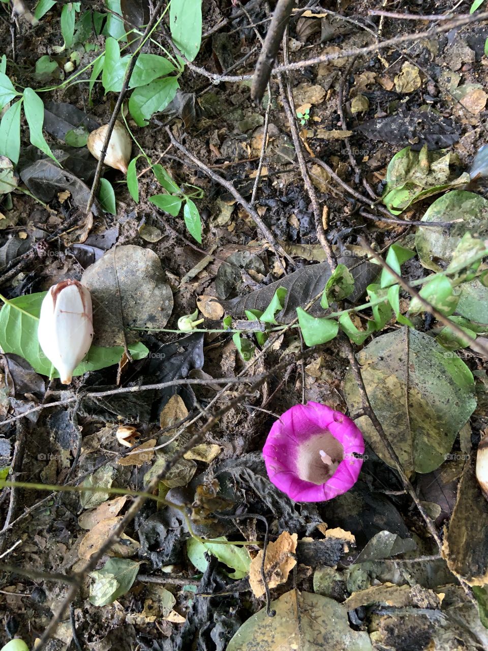 Beauty is everywhere, Thailand.