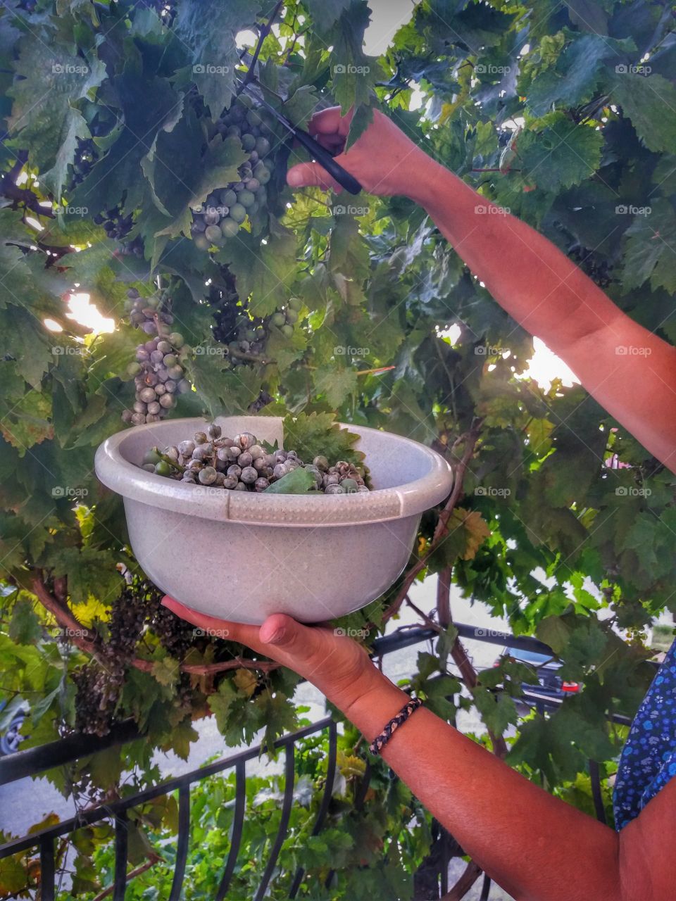 Grapes from our garden!