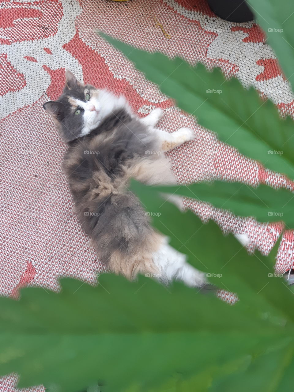 Marijuana and cat